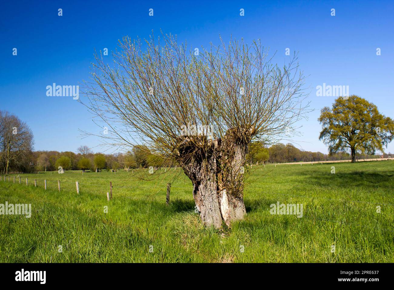 Salix caprea - saule grove Banque D'Images