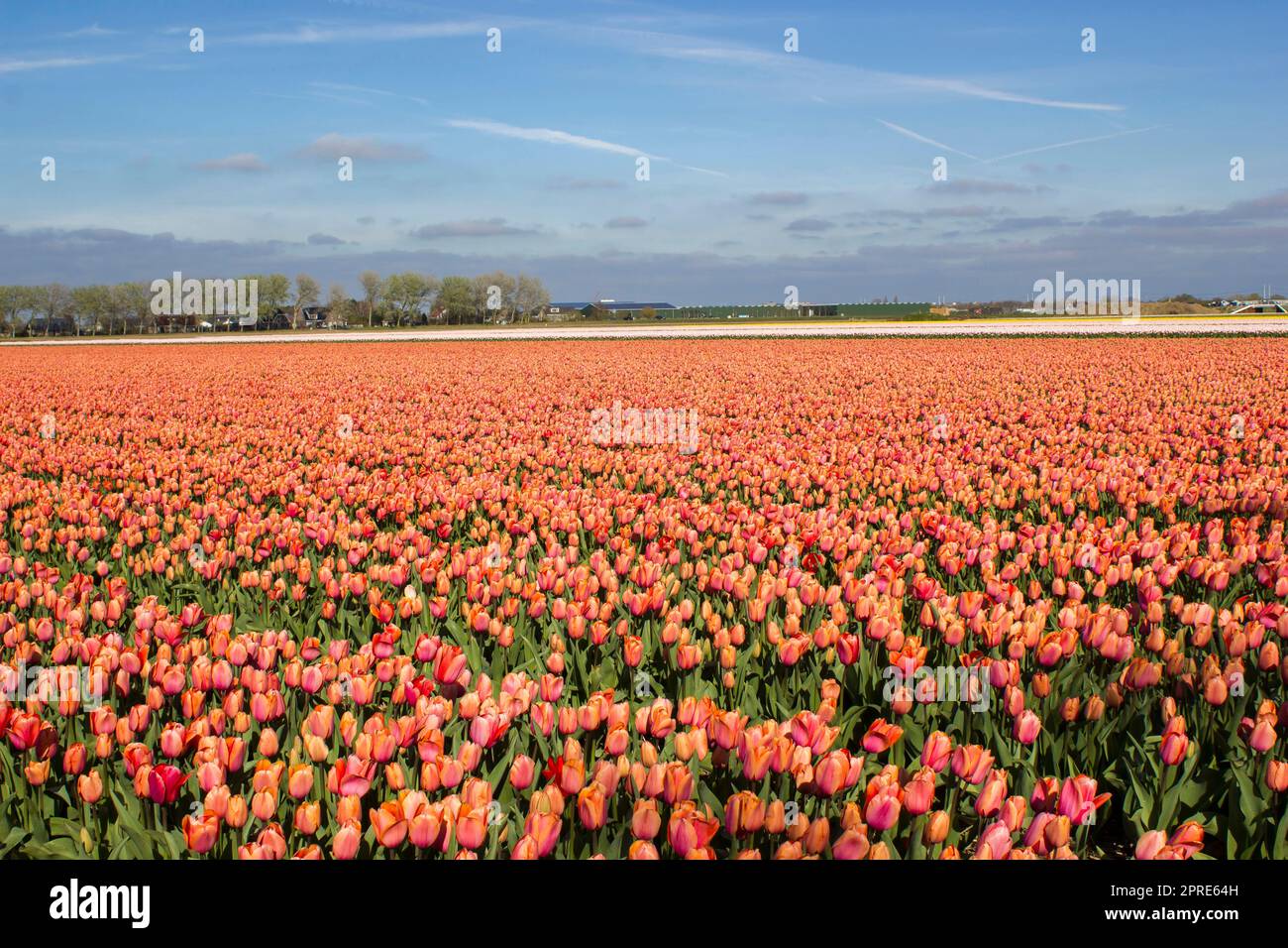 Champ de tulipes aux pays-Bas - tulipes orange Banque D'Images