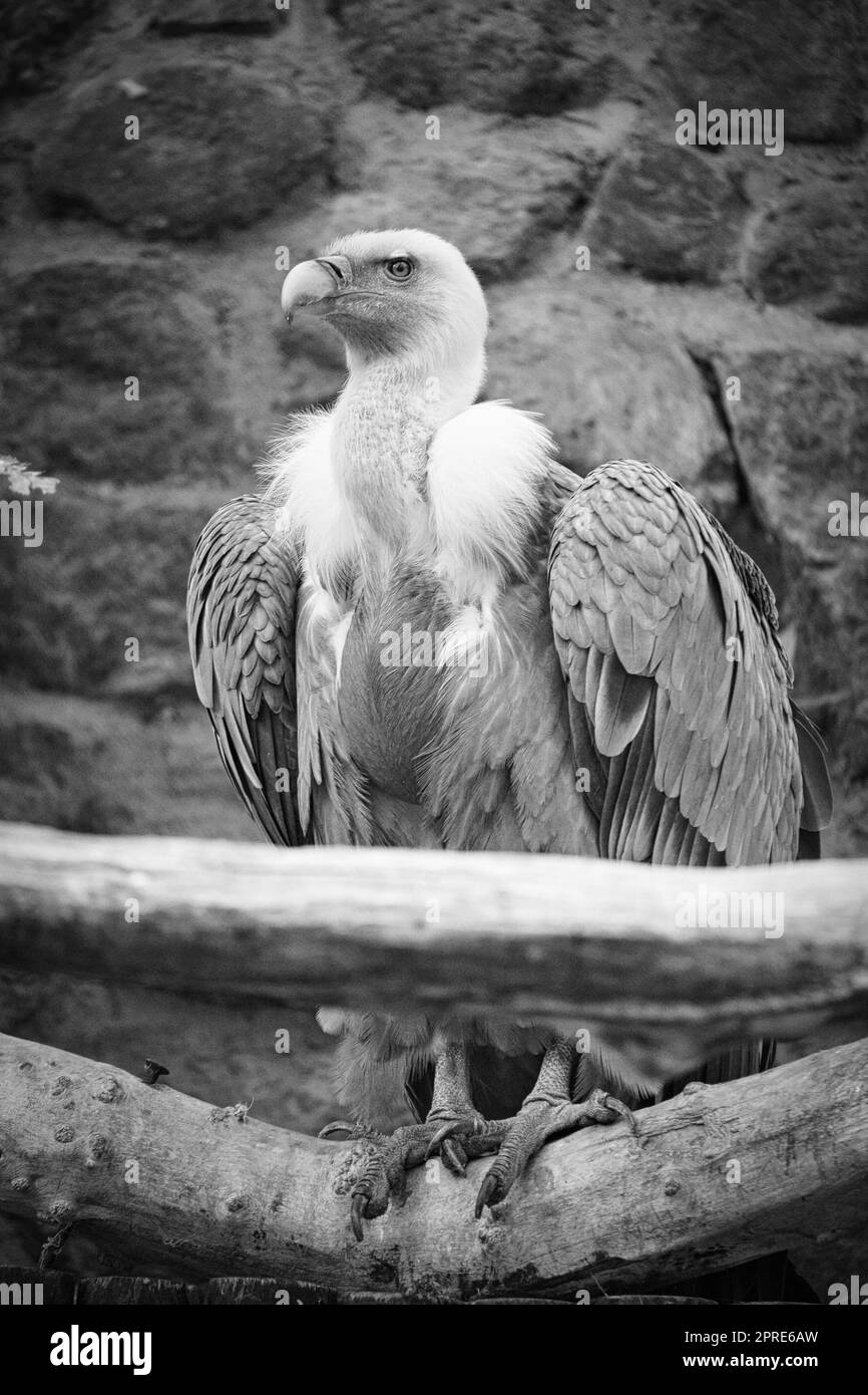 Portrait d'un vautour gris en noir et blanc. Grand oiseau, gris, plumes blanches Banque D'Images