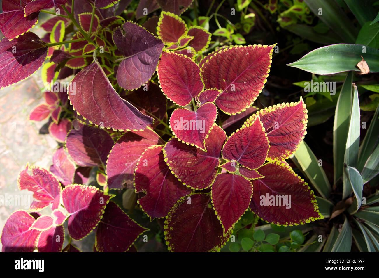 Coleus plante des feuilles colorées. Différentes variétés de feuilles de plantes de coleus Banque D'Images