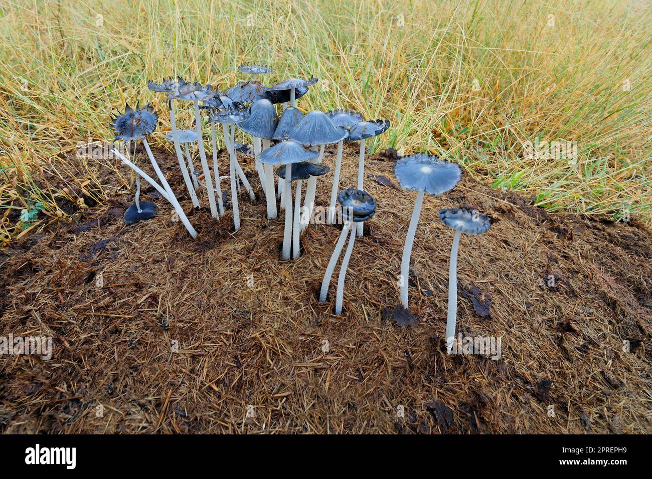 Vue rapprochée des champignons poussant sur un rhinocéros dung midden, Afrique du Sud Banque D'Images