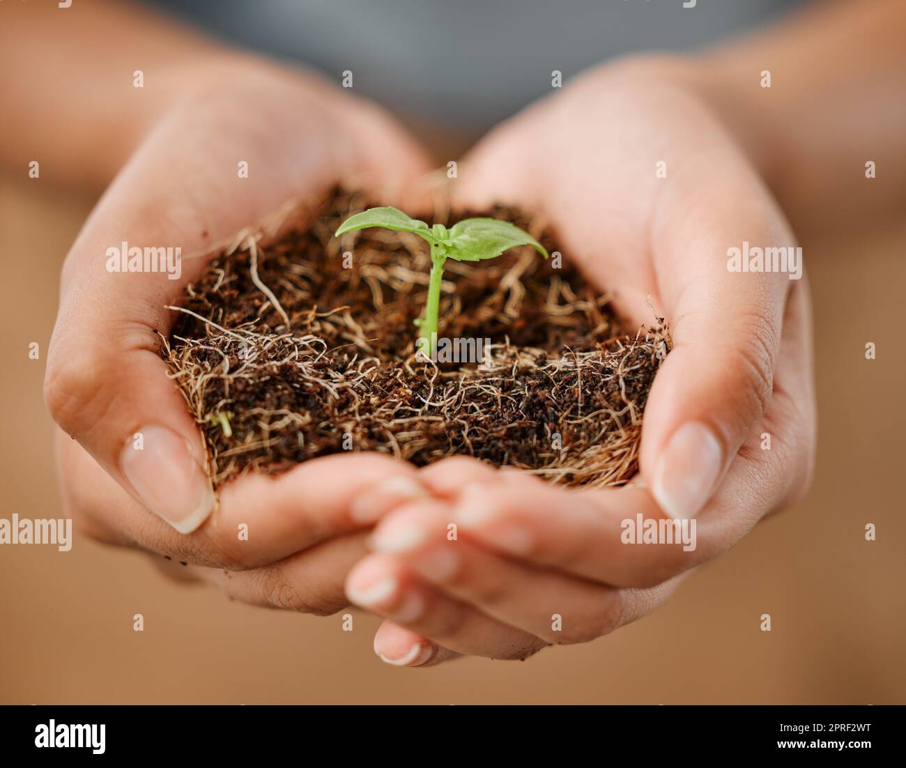 Durable, écologique et tient les plantes avec le sol pour protéger l'environnement et l'écosystème. Gros plan de la femelle avec un jeune germe ou une plantule pour la croissance durable de la nature Banque D'Images