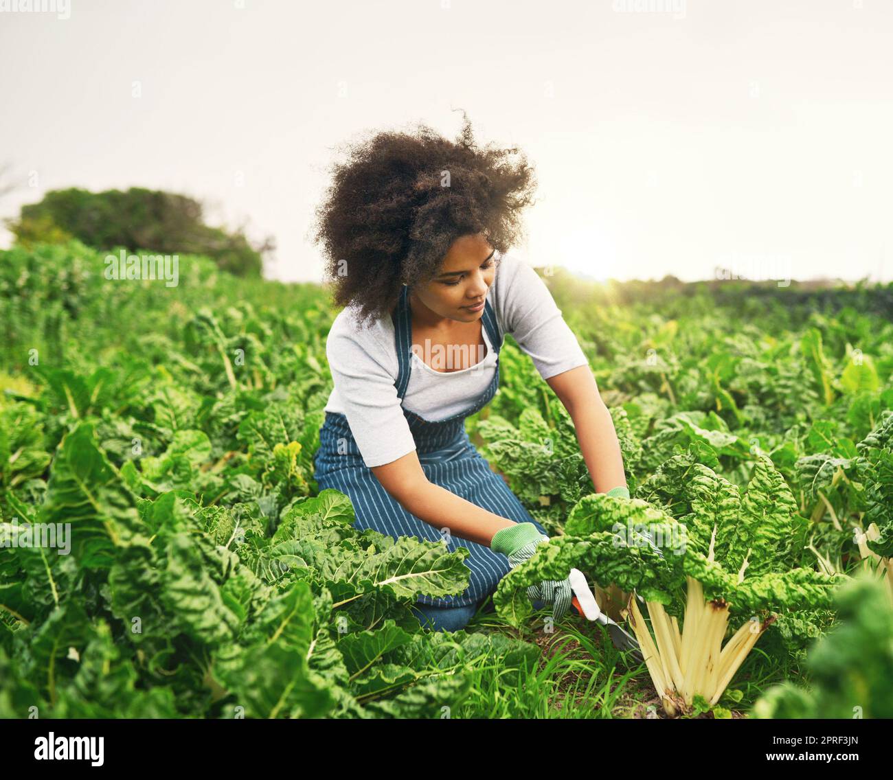 C'était une bonne saison pour les épinards. Une jeune agricultrice attrayante travaillant les champs. Banque D'Images