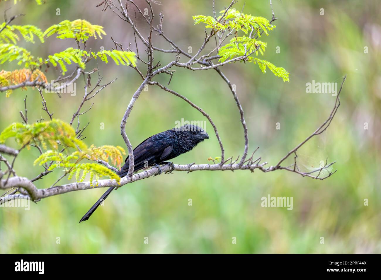 Oiseau, bec-gorge (Crotophaga sulcirostris), Guanacaste Costa Rica Banque D'Images