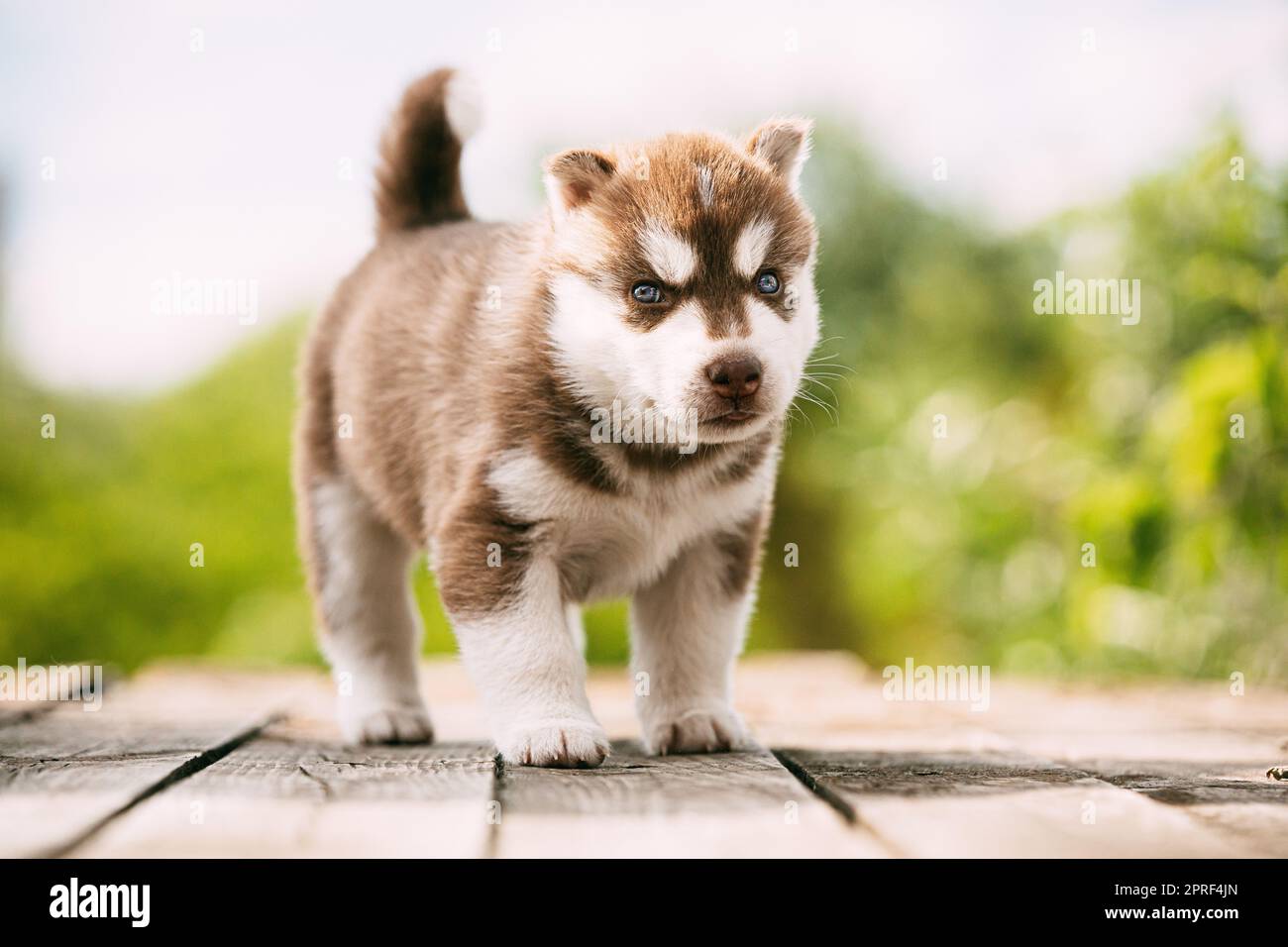 Husky Puppy de quatre semaines de couleur marron-blanc, debout sur un sol en bois. Banque D'Images
