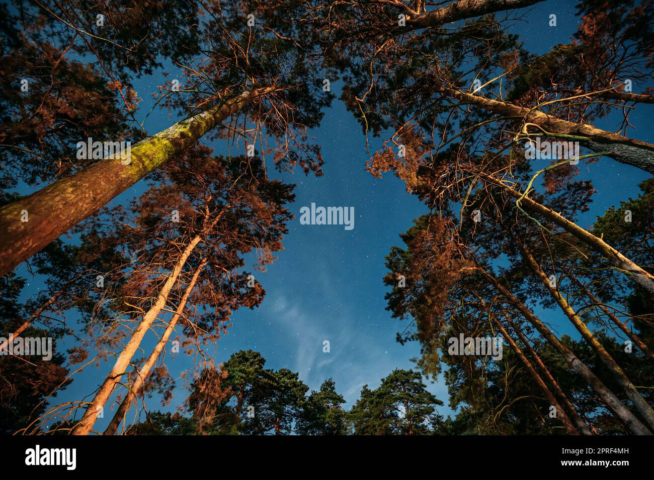 Couronne de pins Bois sous Starry Sky de nuit. Paysage de nuit avec étoiles naturelles et luisants sur la forêt Banque D'Images