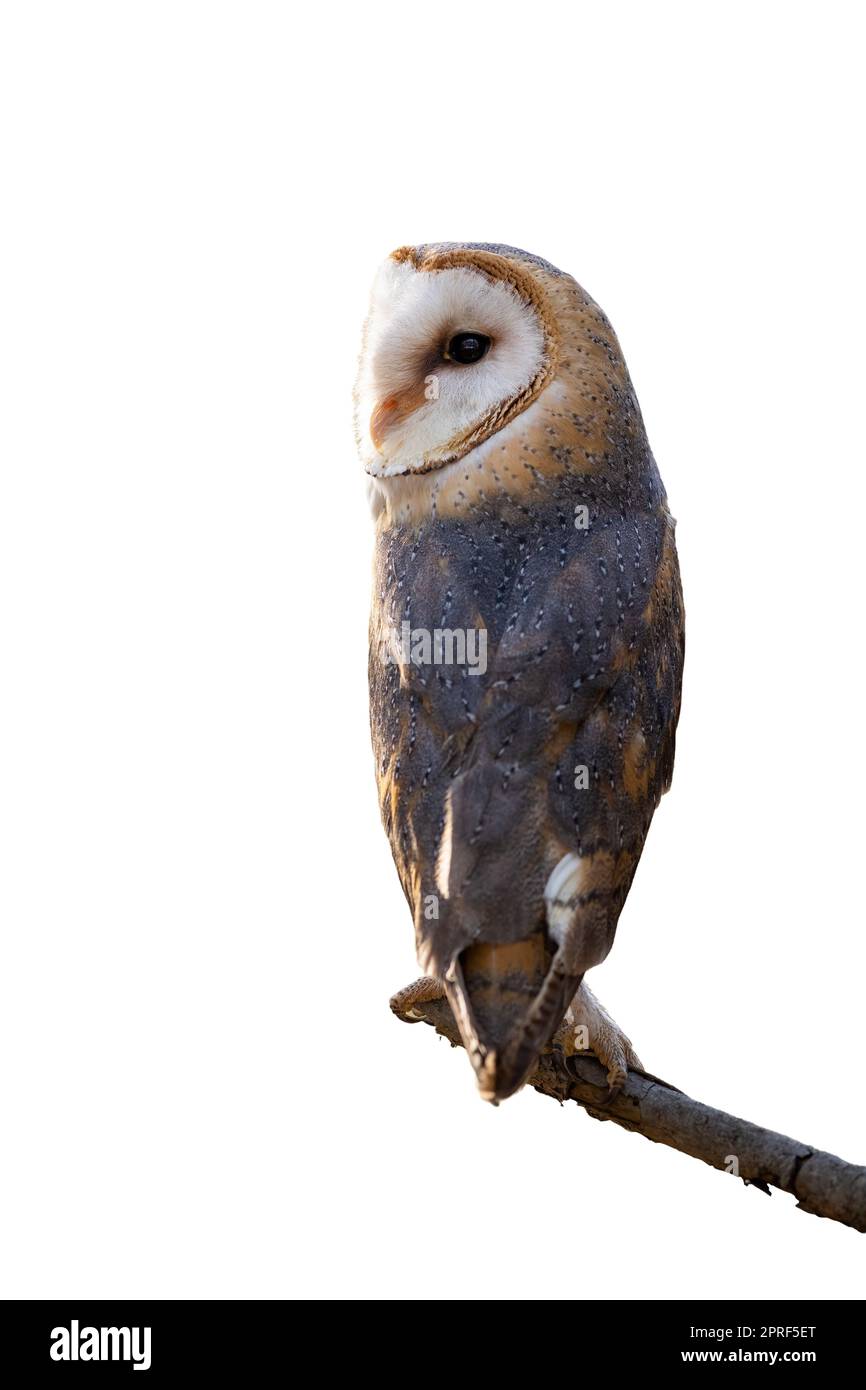 Hibou de la grange assis sur une branche isolée sur fond blanc. Banque D'Images