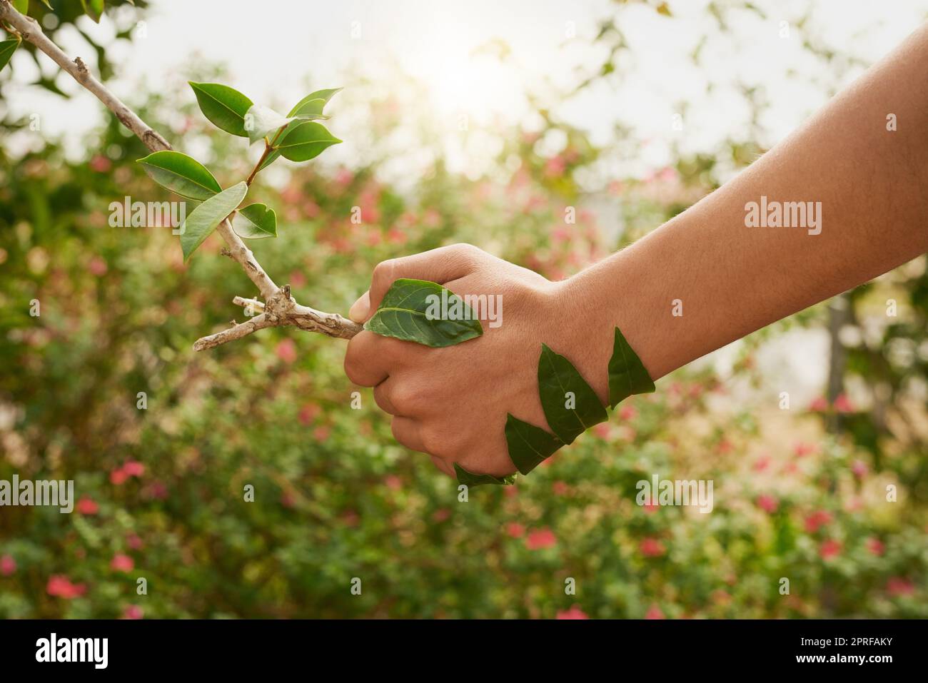 Partenaires pour un avenir plus vert. Un jeune homme non identifiable qui se secoue la main avec une branche dans son jardin. Banque D'Images