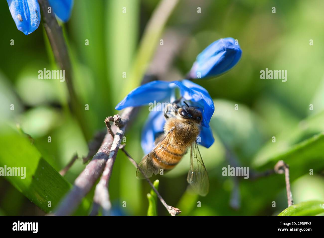 Abeille collectant le nectar sur une fleur bleue. Insectes de la nature. Miel d'abeille. Banque D'Images