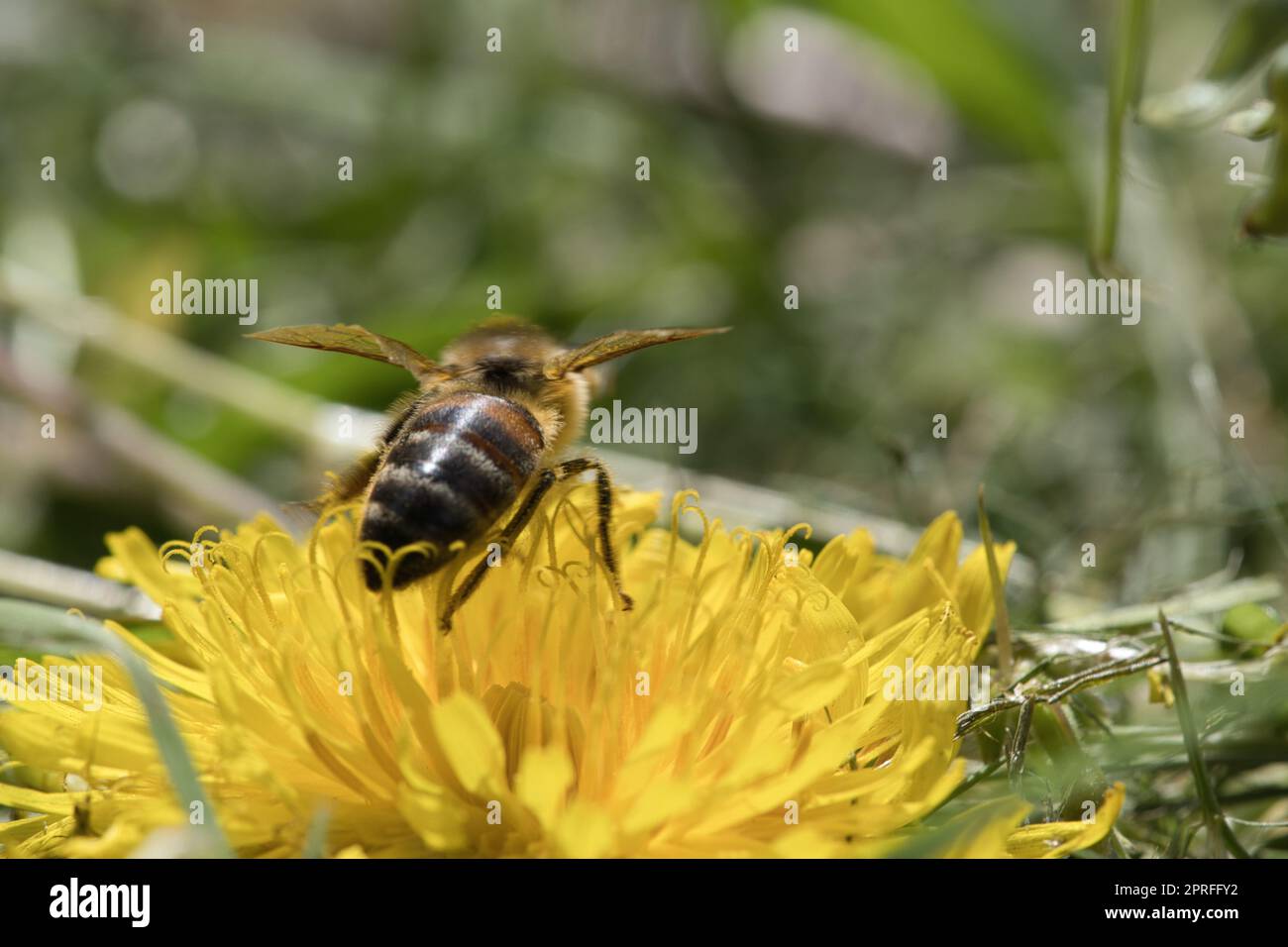 Abeille collectant le nectar sur une fleur jaune de pissenlit. Nature des insectes occupés Banque D'Images