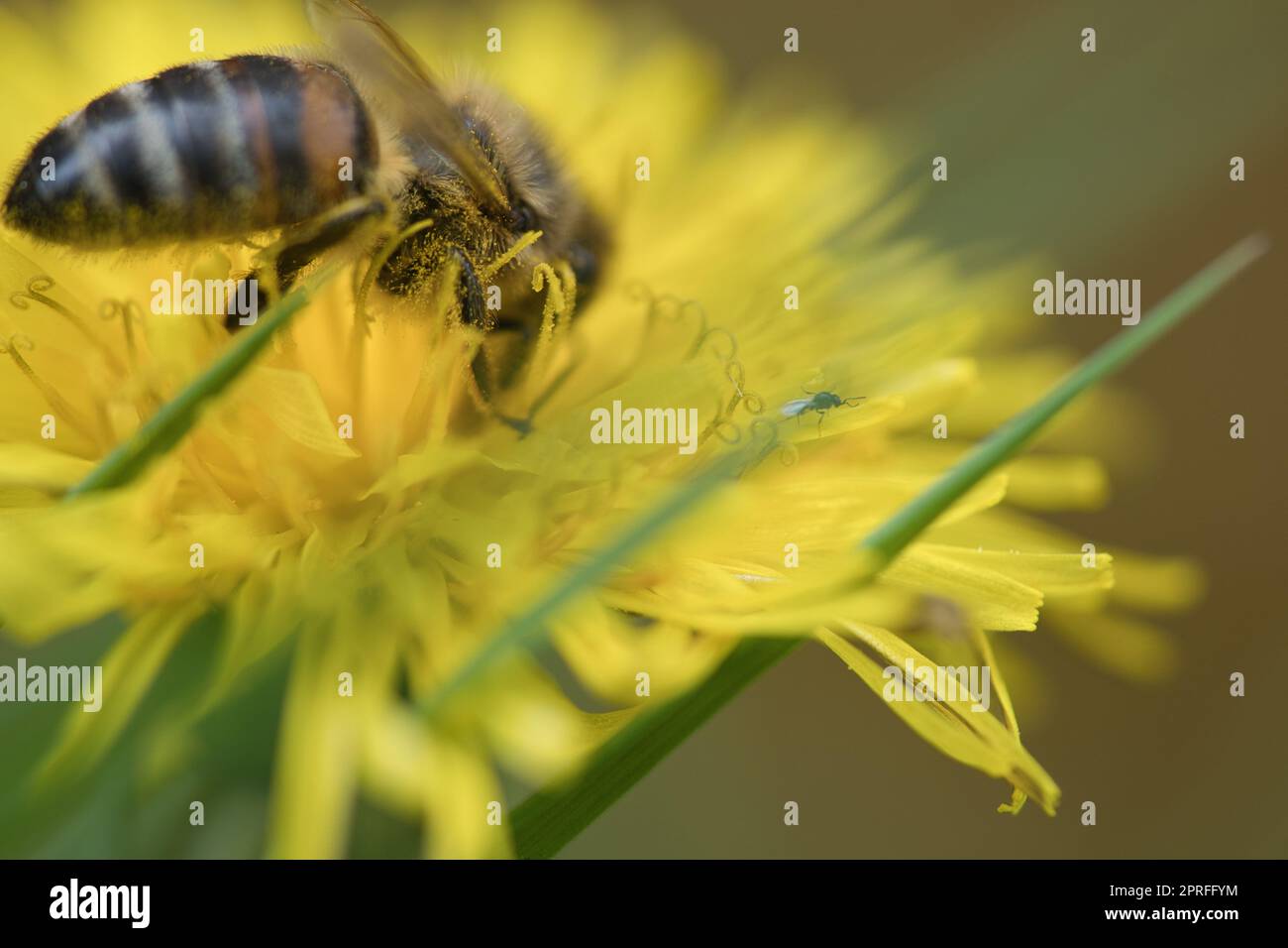 Abeille collectant le nectar sur une fleur jaune de pissenlit. Nature des insectes occupés Banque D'Images