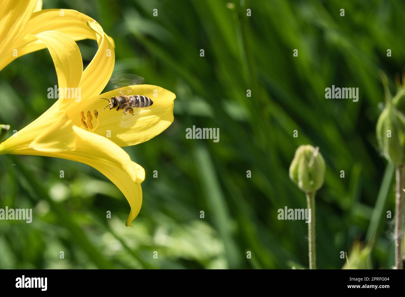 Abeille collectant le nectar en vol sur une fleur de lys jaune. Insecte occupé. Banque D'Images