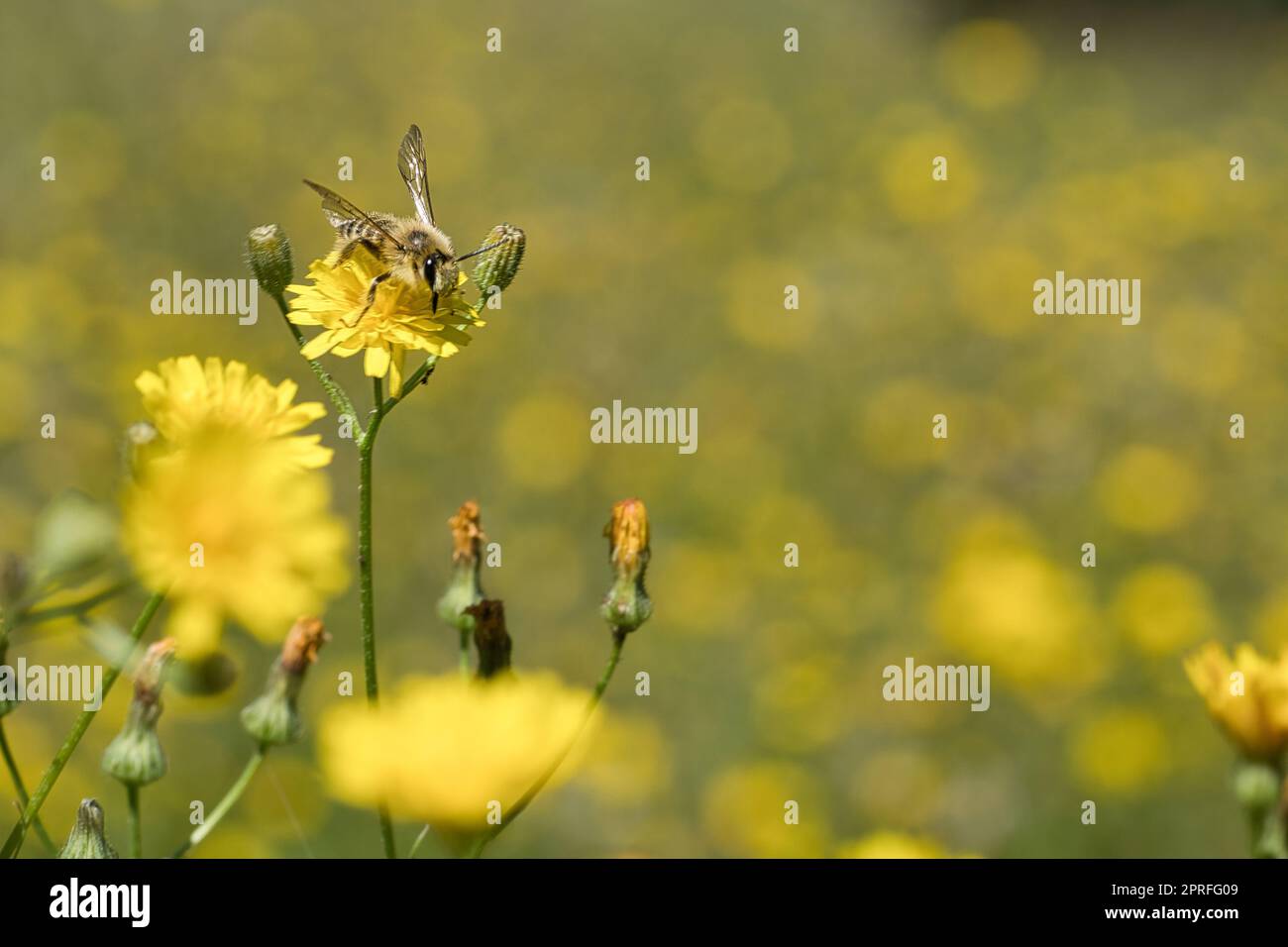 Abeille collectant le nectar sur une prairie de fleurs avec des fleurs jaunes. Insecte occupé Banque D'Images