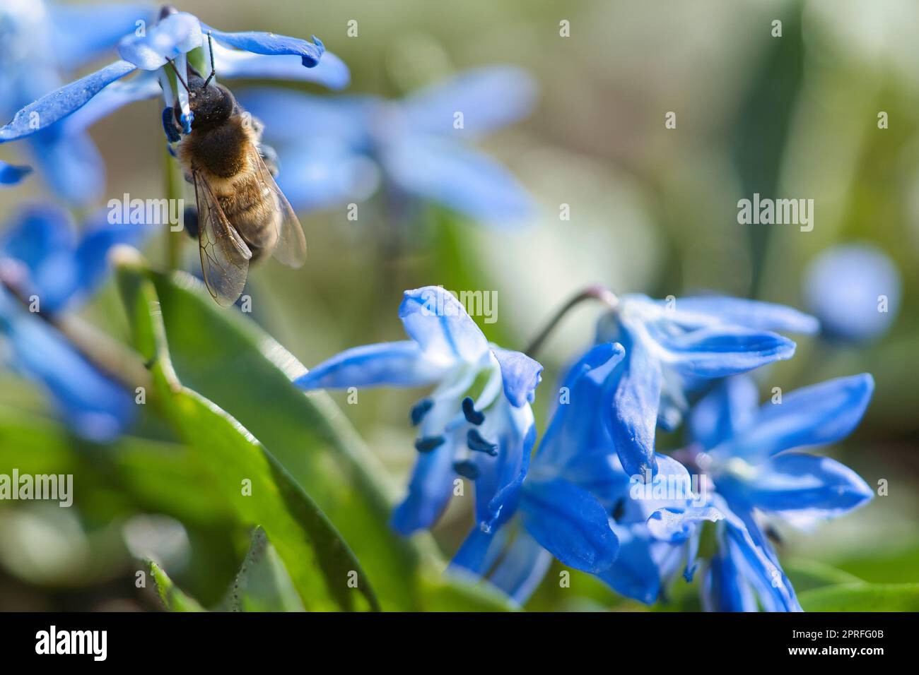 Abeille collectant le nectar sur une fleur bleue. Insectes de la nature. Miel d'abeille. Banque D'Images