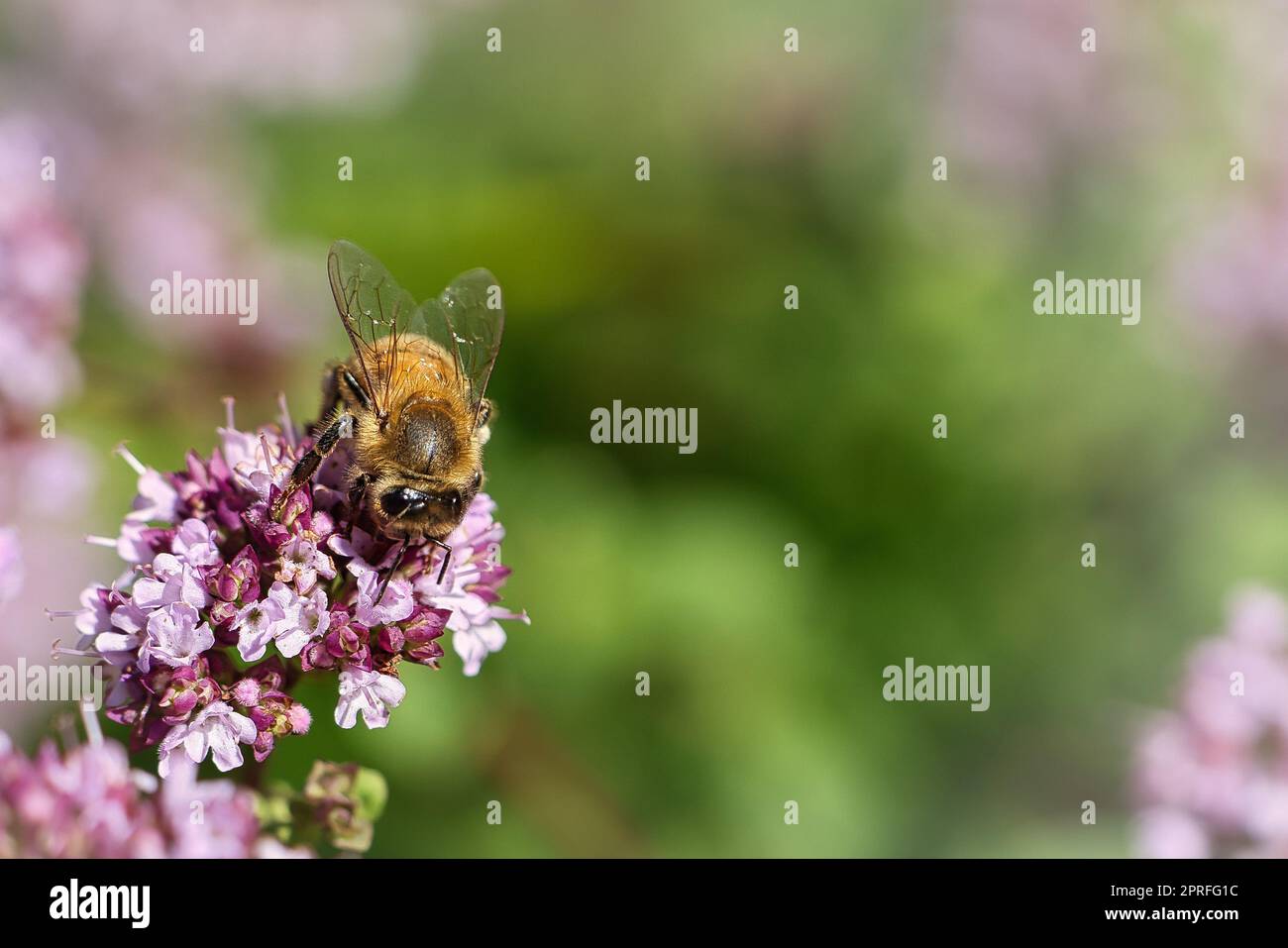 Abeille collectant le nectar sur une fleur du buisson de papillon de fleur. Insectes occupés Banque D'Images