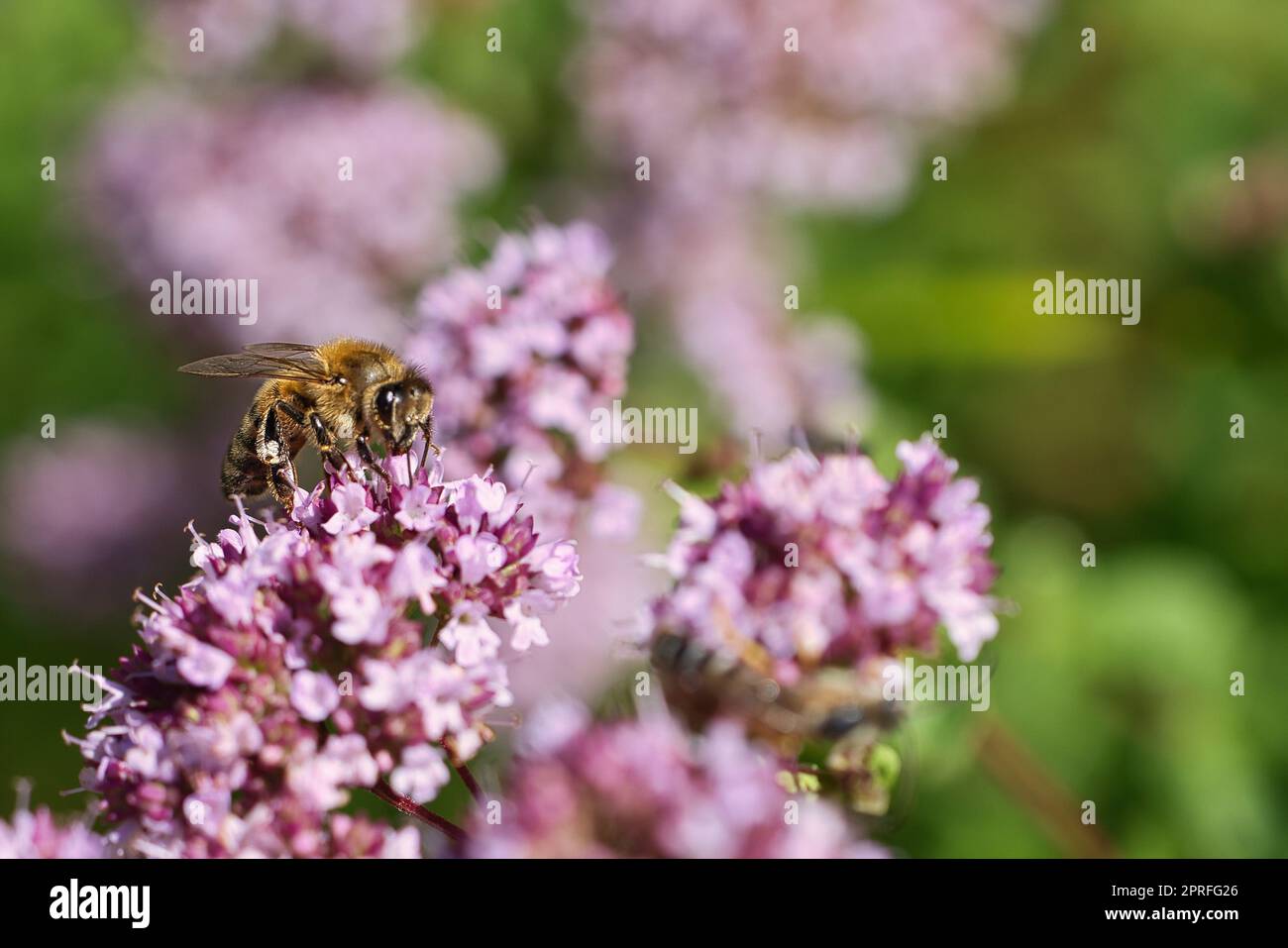 Abeille collectant le nectar sur une fleur du buisson de papillon de fleur. Insectes occupés Banque D'Images