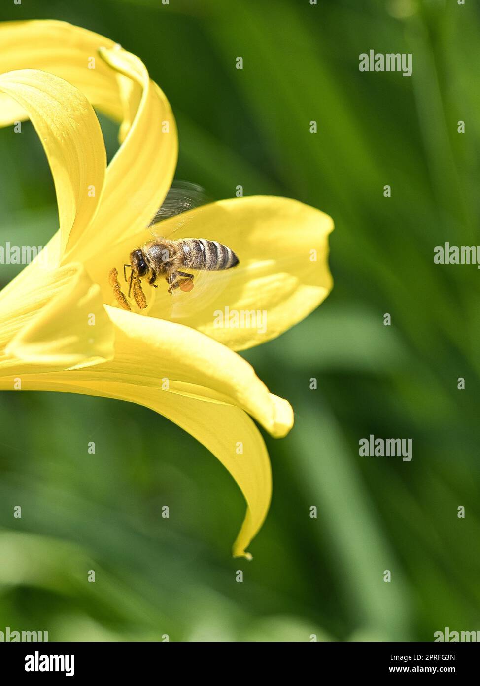 Abeille collectant le nectar en vol sur une fleur de lys jaune. Insecte occupé. Banque D'Images