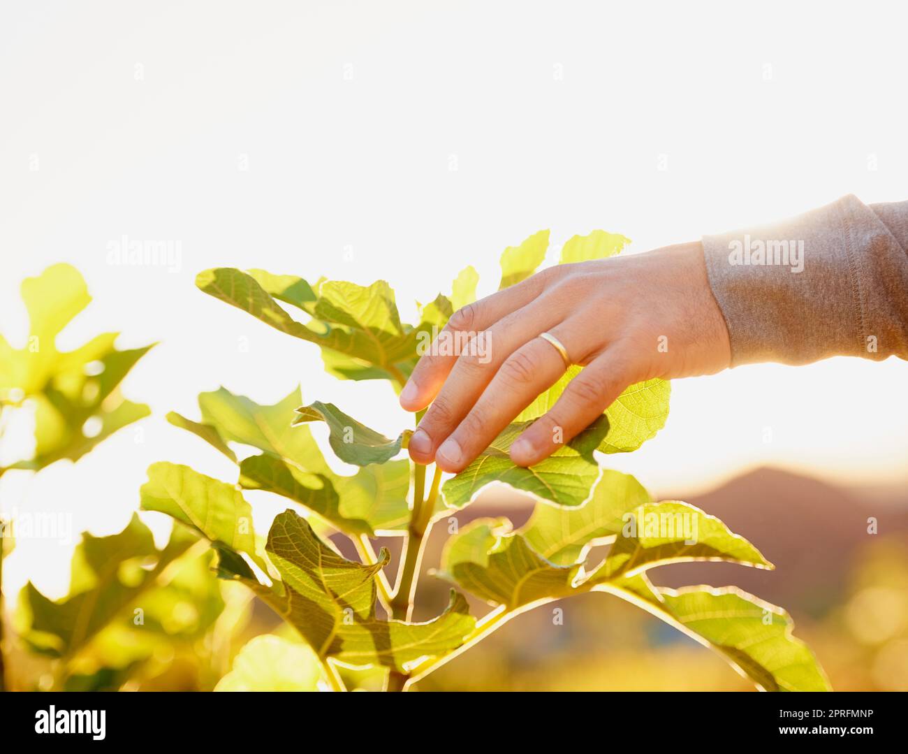 Planter un rêve et le regarder grandir. Un homme touchant les feuilles d'une plante dans un jardin. Banque D'Images