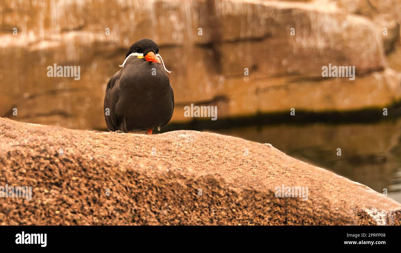 la inka est un oiseau de mer avec un plumage gris et un bec rouge avec ...