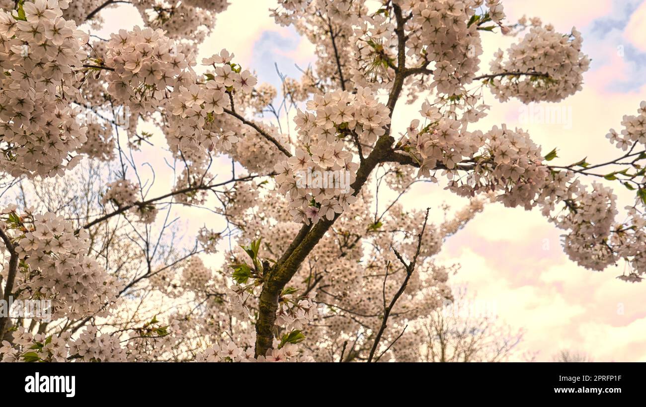 Cerisiers en fleurs dans le jardin britzer de Berlin. Au printemps, cette belle apparence Banque D'Images