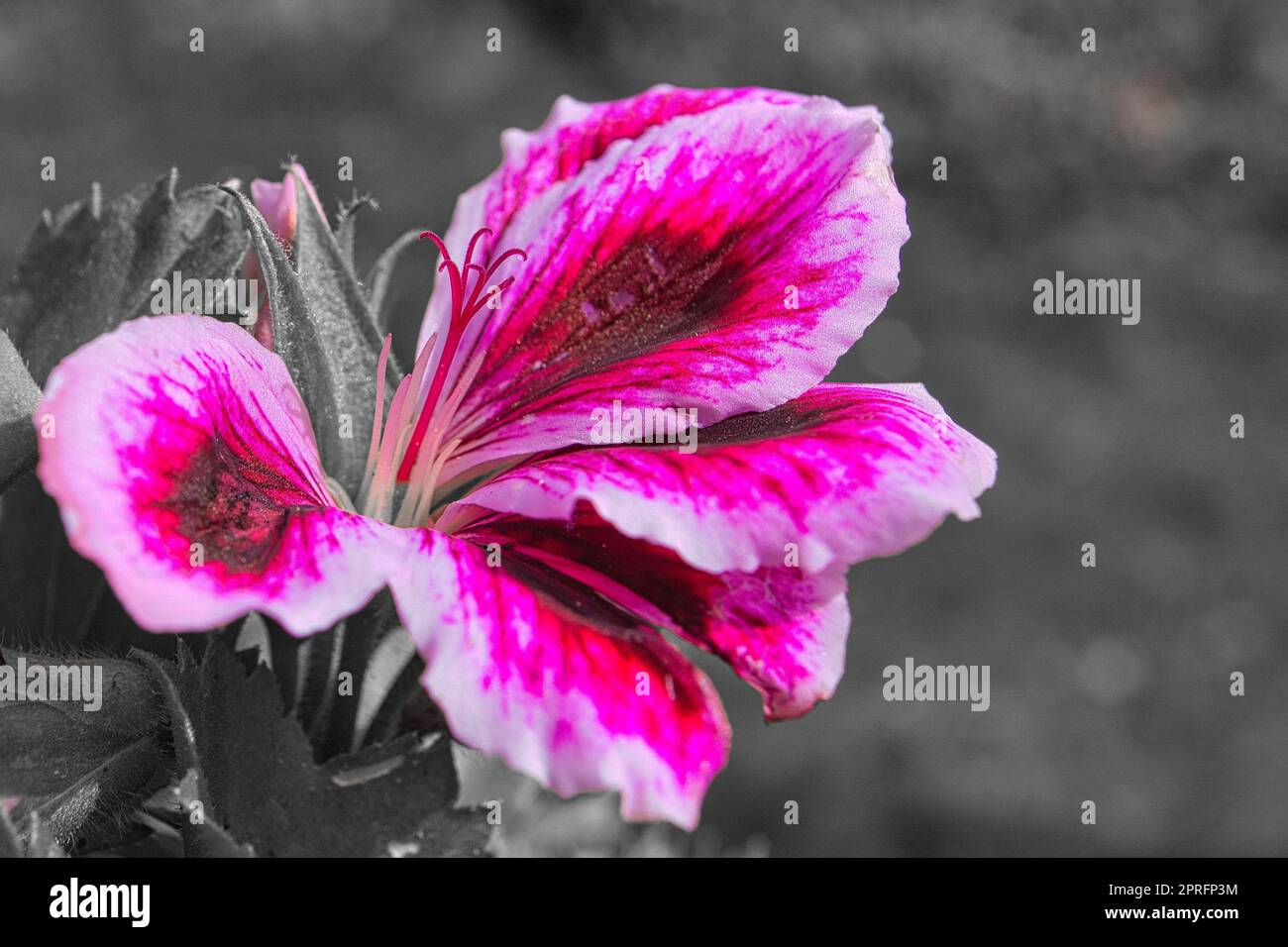 geraniums monochrome illustrés Banque D'Images