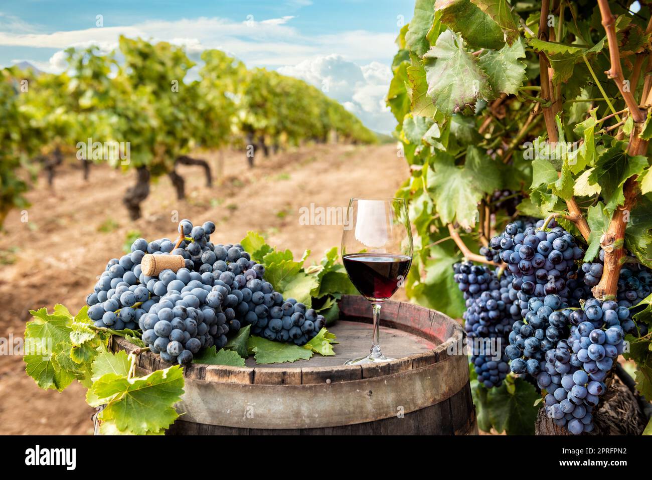 Vin de Cannonau. Gobelet de vin rouge au-dessus du baril entre les rangées d'un vignoble. Plats, boissons. Banque D'Images