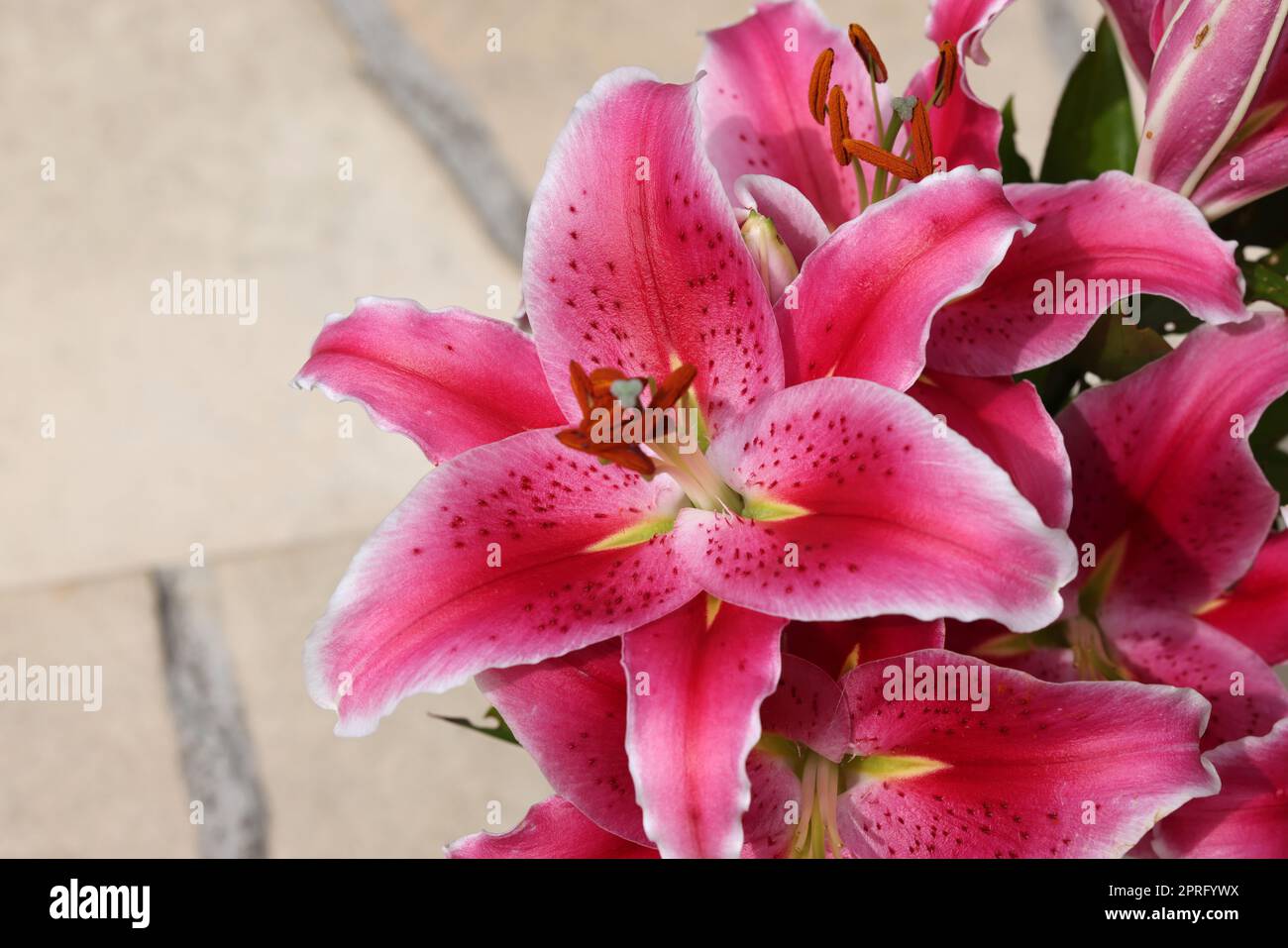 Nénuphar rouge dans le jardin d'été. Gros plan de fleurs de nénuphars. Banque D'Images