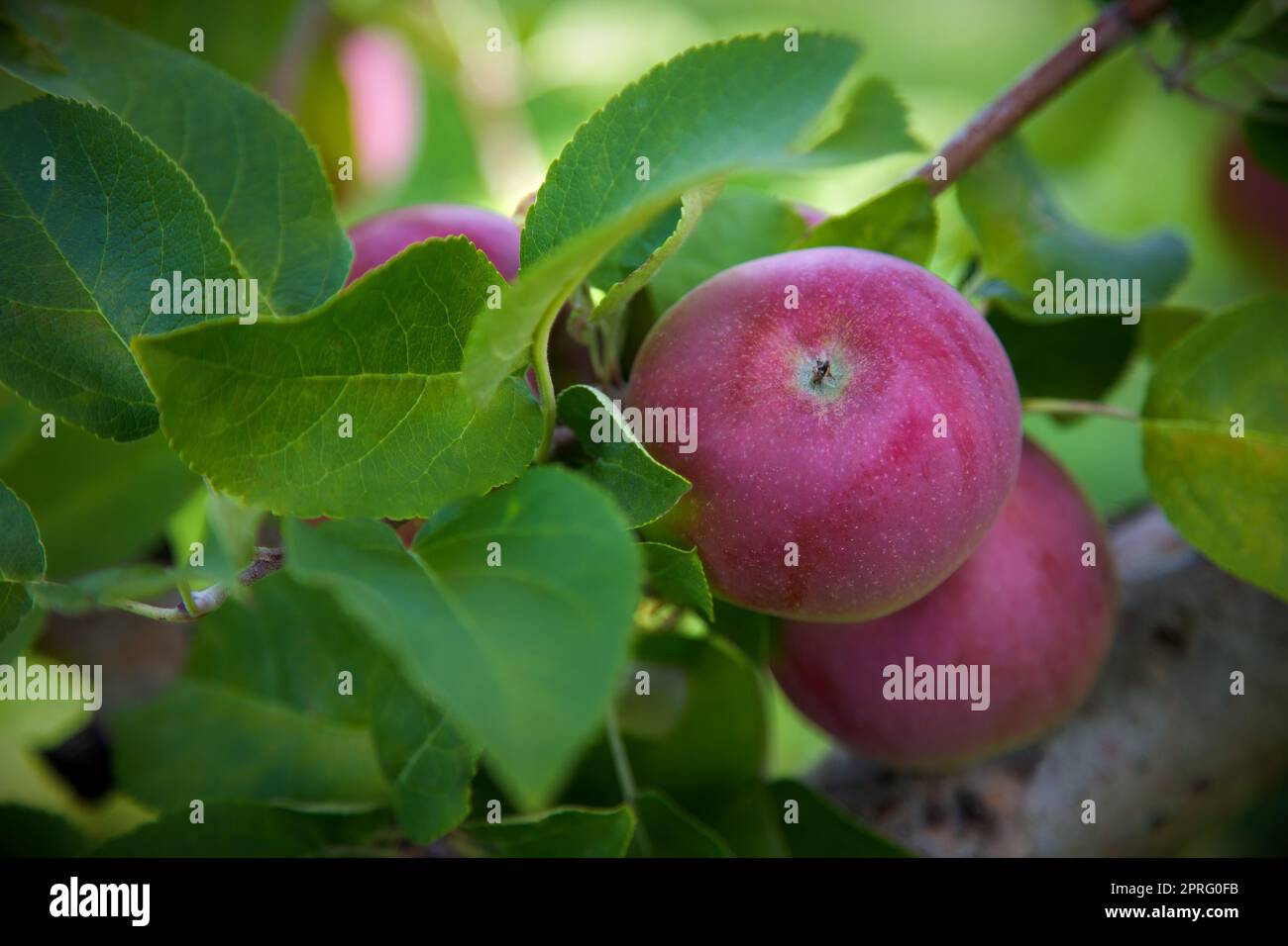 pomme arbre cueillette de fruits biologiques dans le verger frais juteux saine récolte Banque D'Images