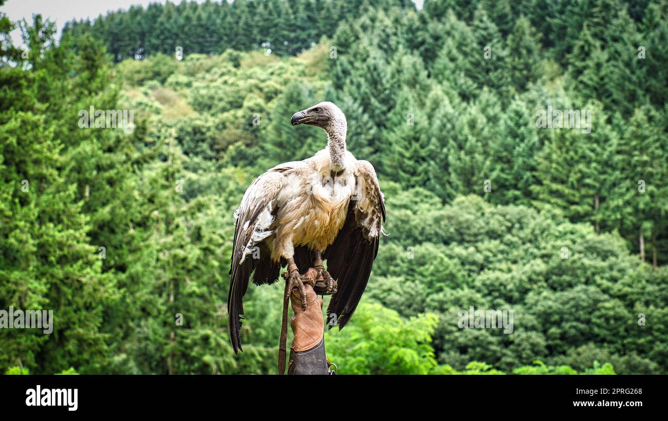 Griffon vautour du gant de falconer prêt à voler en gros plan. Gros oiseau colossal. Le module ace est très impressionnant Banque D'Images