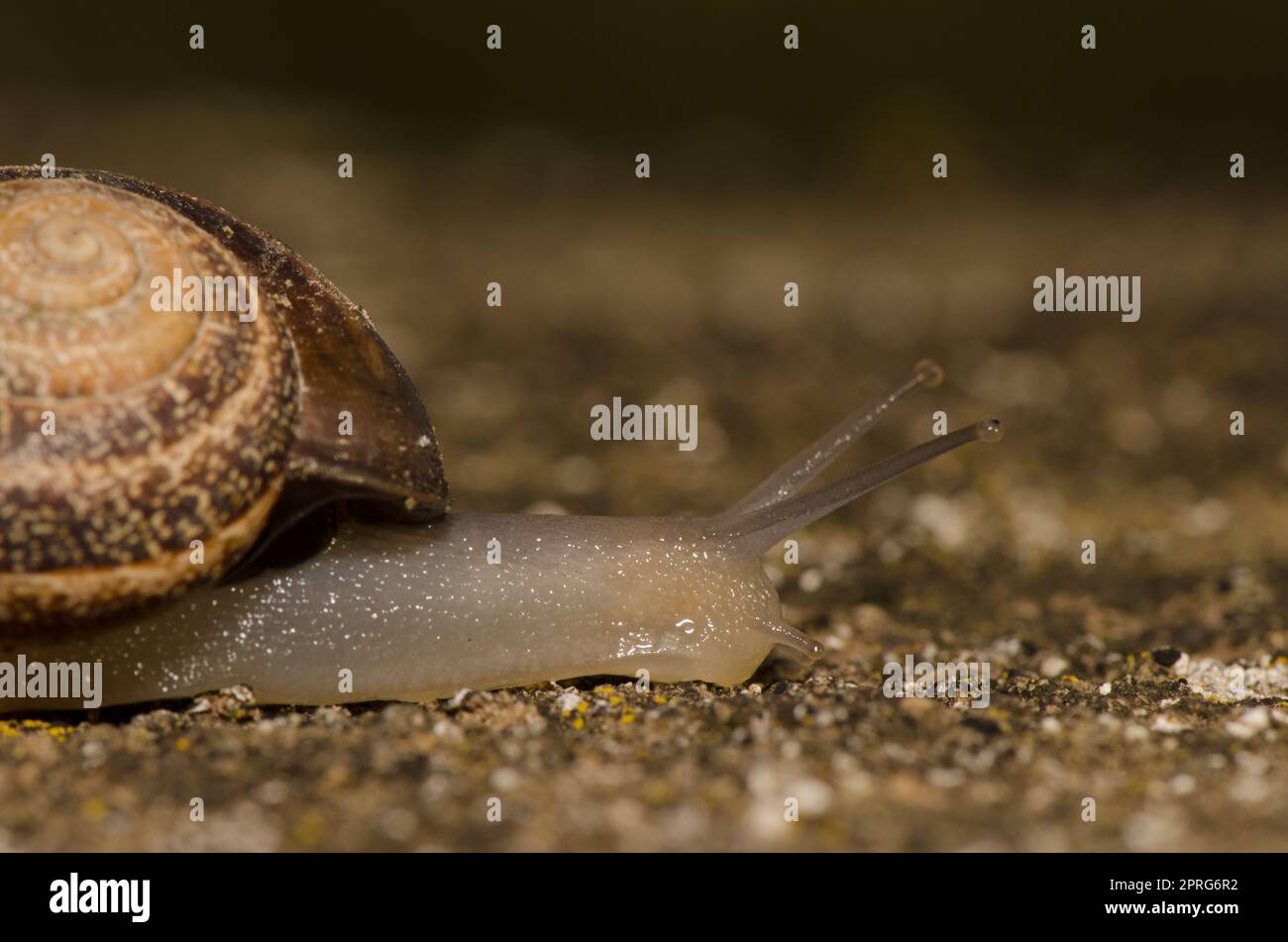 Escargot de lait Otala lactea. Banque D'Images