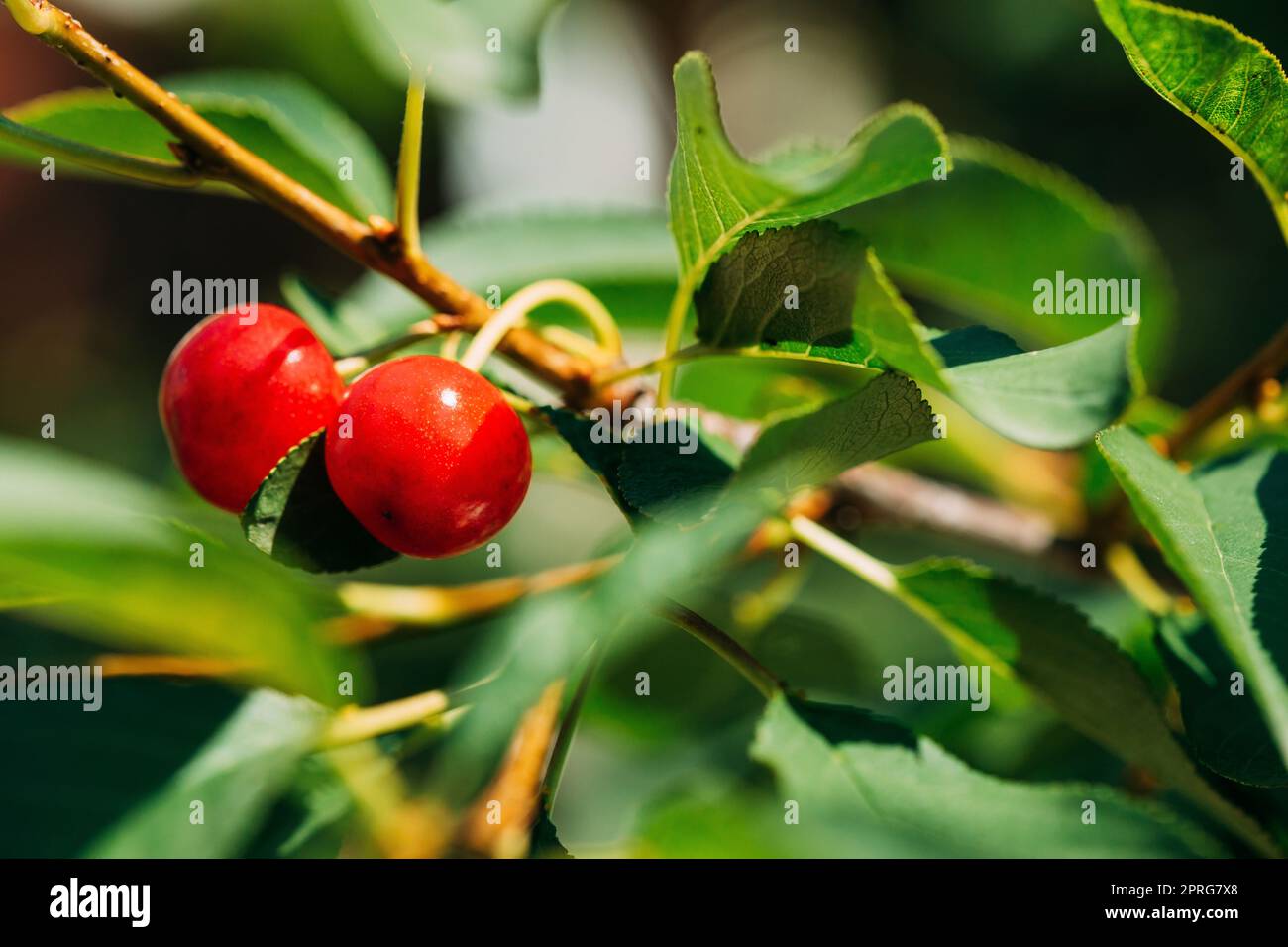 Baies mûres rouges Prunus subg. Cerasus sur l'arbre dans le jardin de légumes d'été Banque D'Images