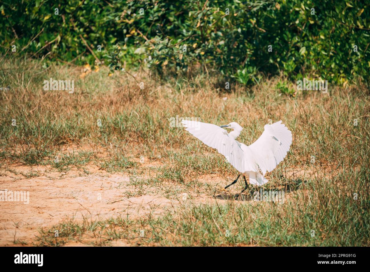 Goa, Inde. White Little Egret décollage de Grass. Banque D'Images