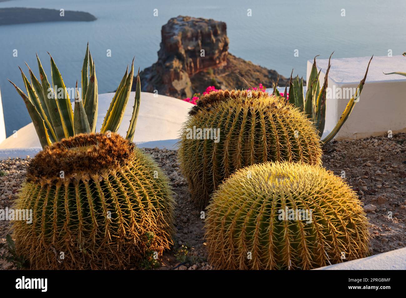 Gros plan de cactus et d'aloès qui poussent dans un lit de fleurs à Santorin. Banque D'Images