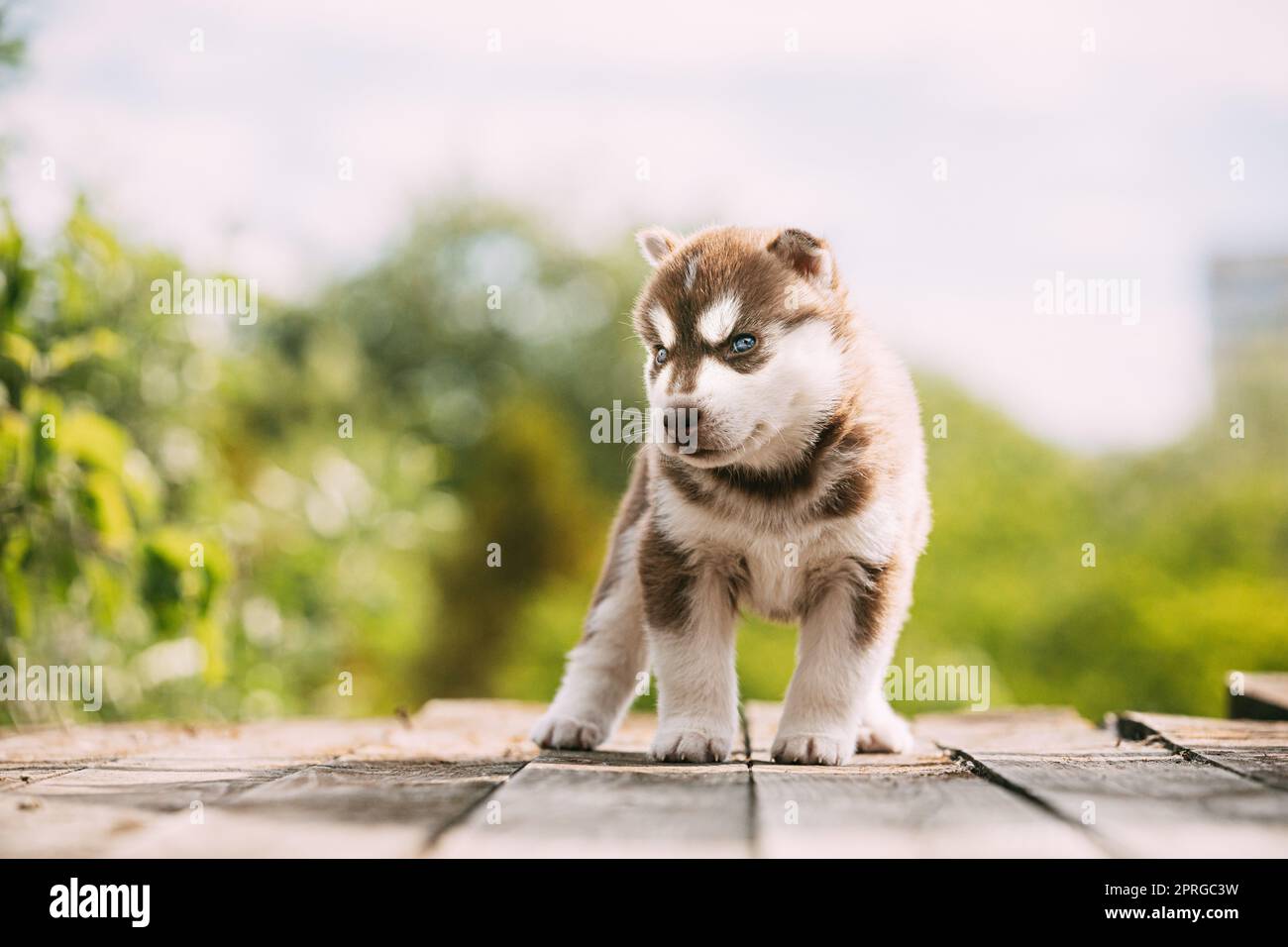 Husky Puppy de quatre semaines de couleur marron-blanc, debout sur un sol en bois. Banque D'Images