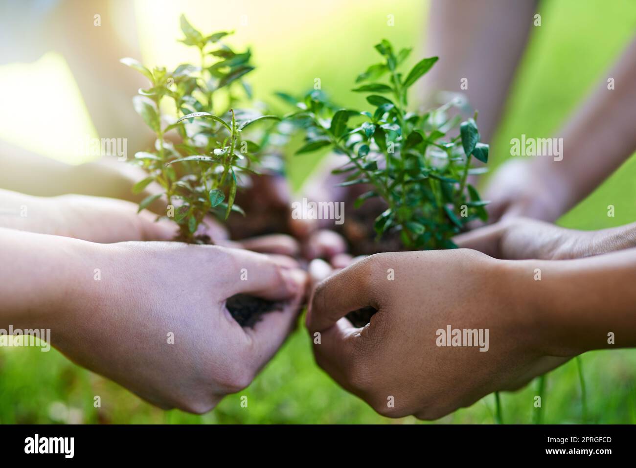 Entretenir une nouvelle vie ensemble. Quatre personnes chacune tenant une plante poussant dans le sol. Banque D'Images