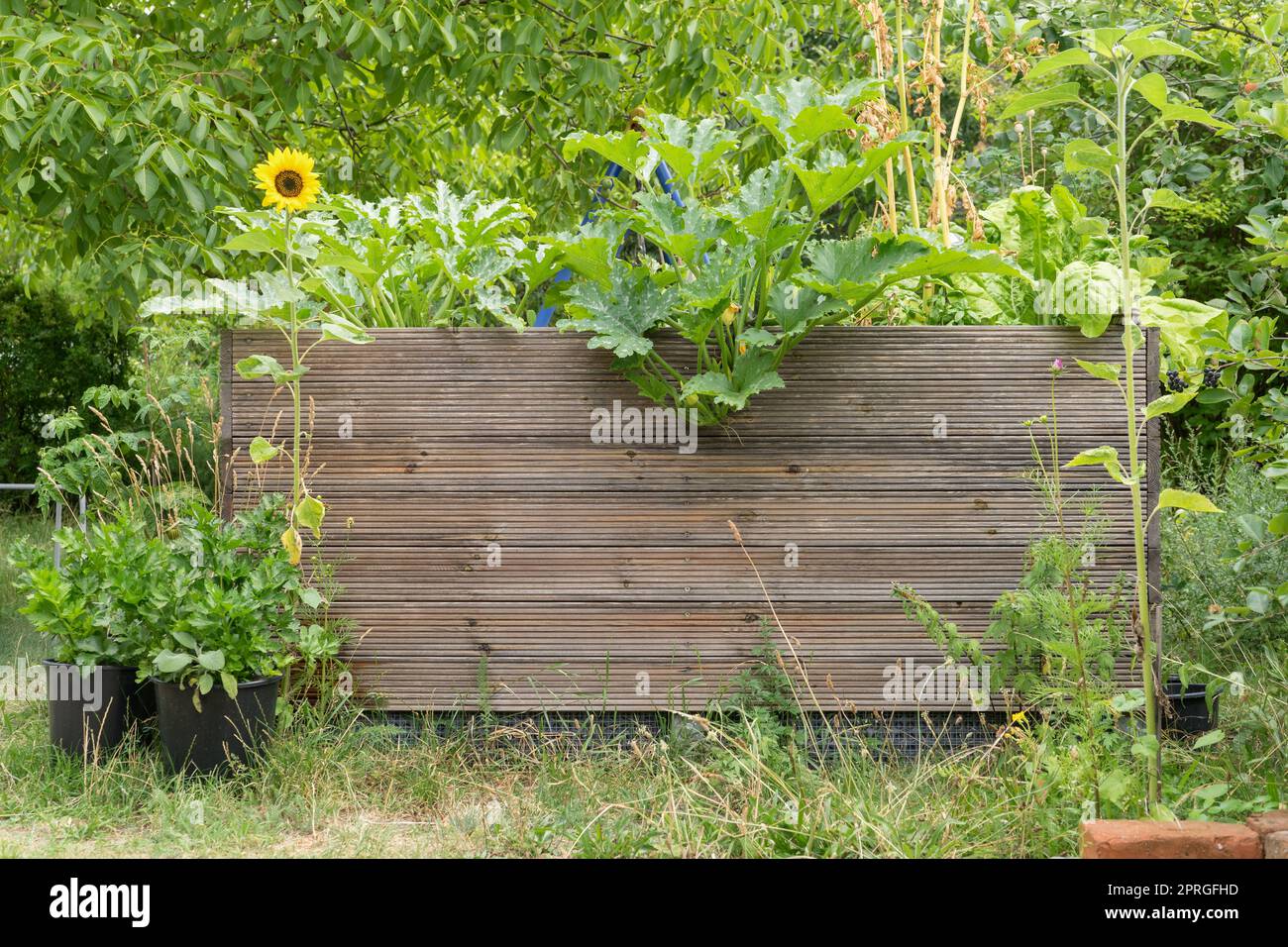 Lit surélevé dans le jardin avec des légumes, des herbes et des fleurs Banque D'Images
