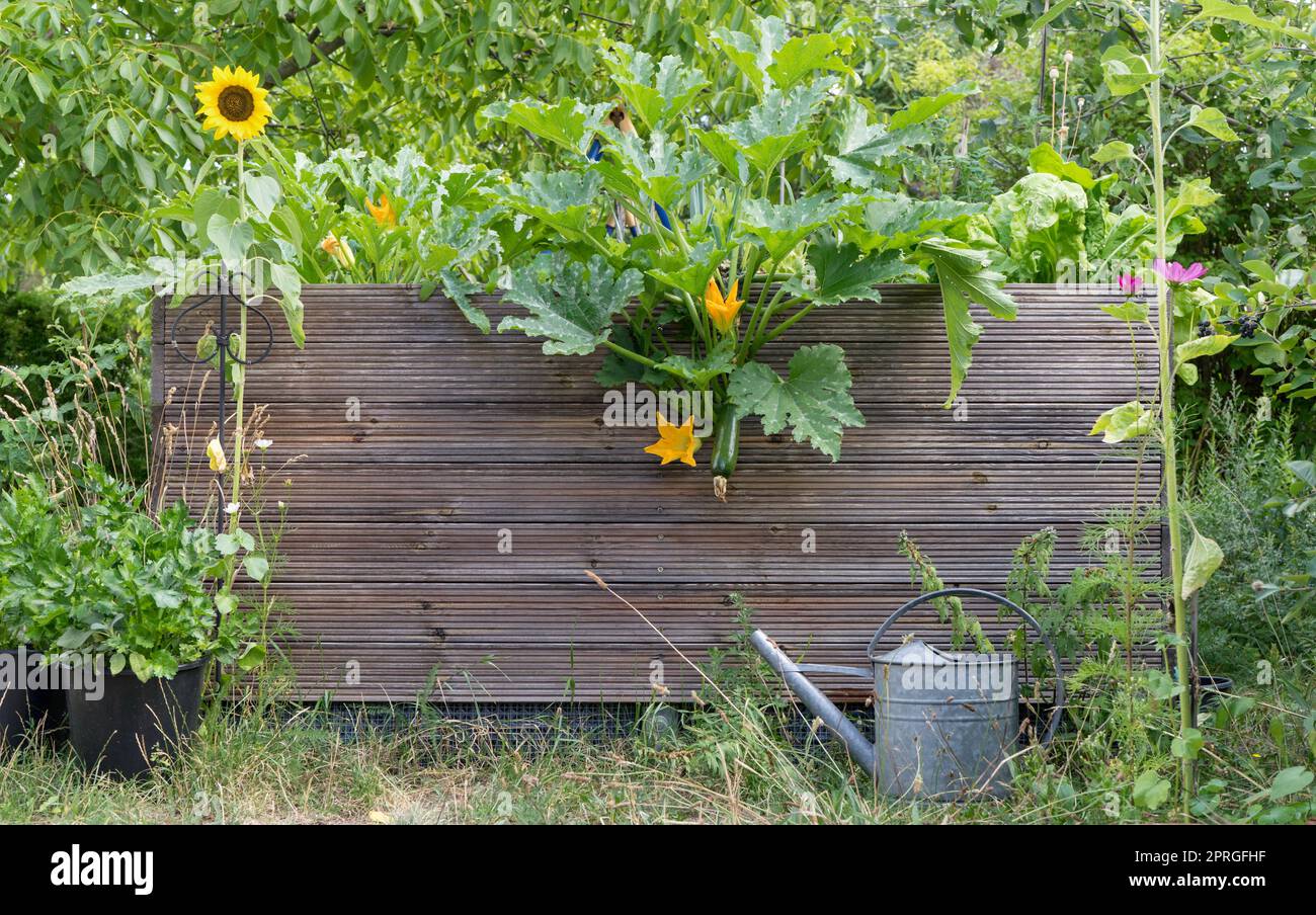 Lit surélevé dans le jardin avec des légumes, des herbes et des fleurs Banque D'Images