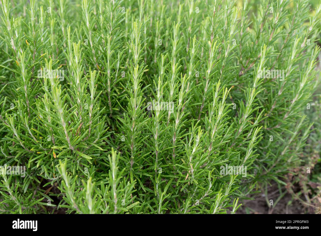 Bush de romarin dans le jardin Banque D'Images