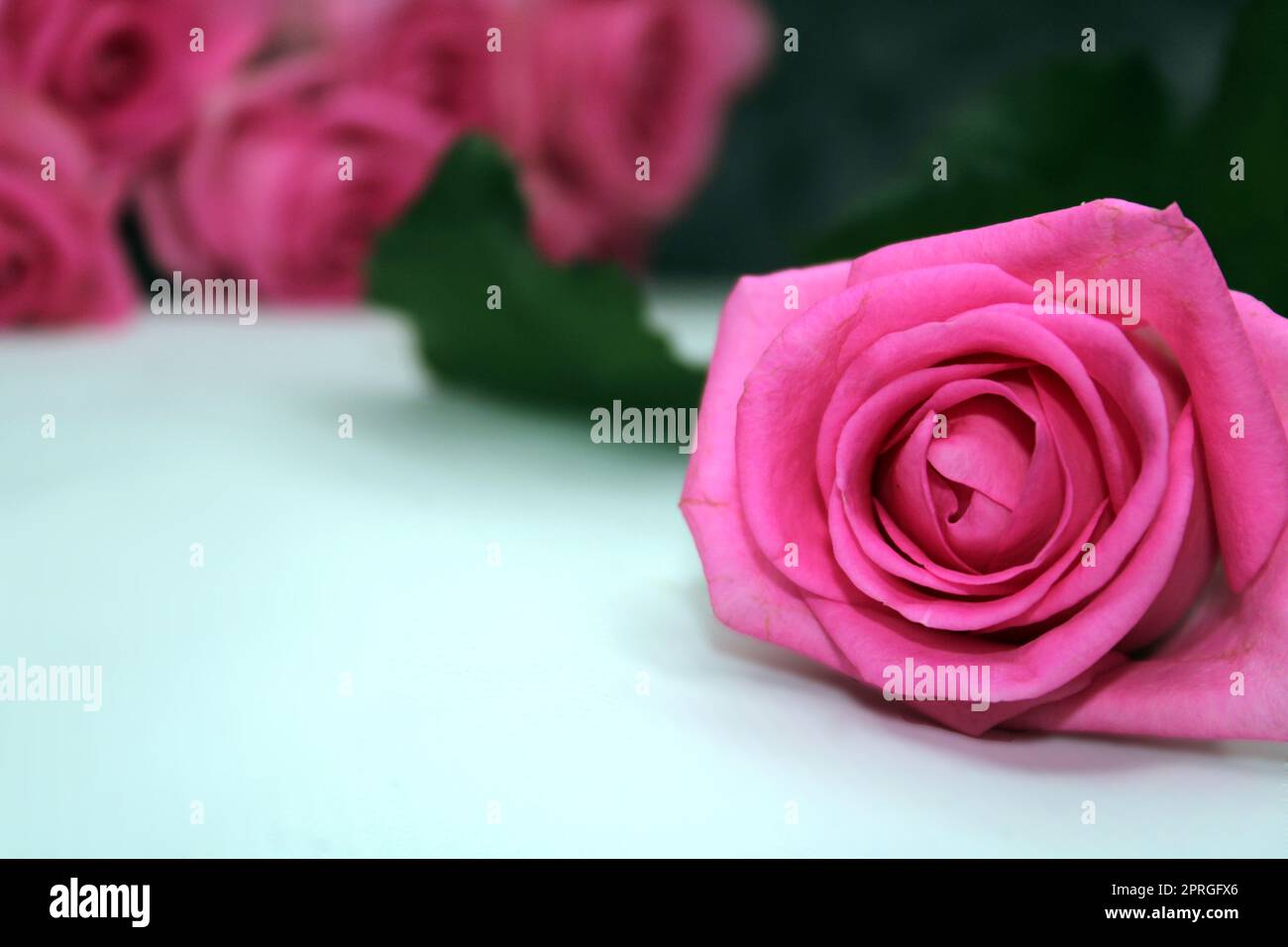 Rose pâle gros plan sur une table blanche. Bouquet flou de roses en arrière-plan Banque D'Images