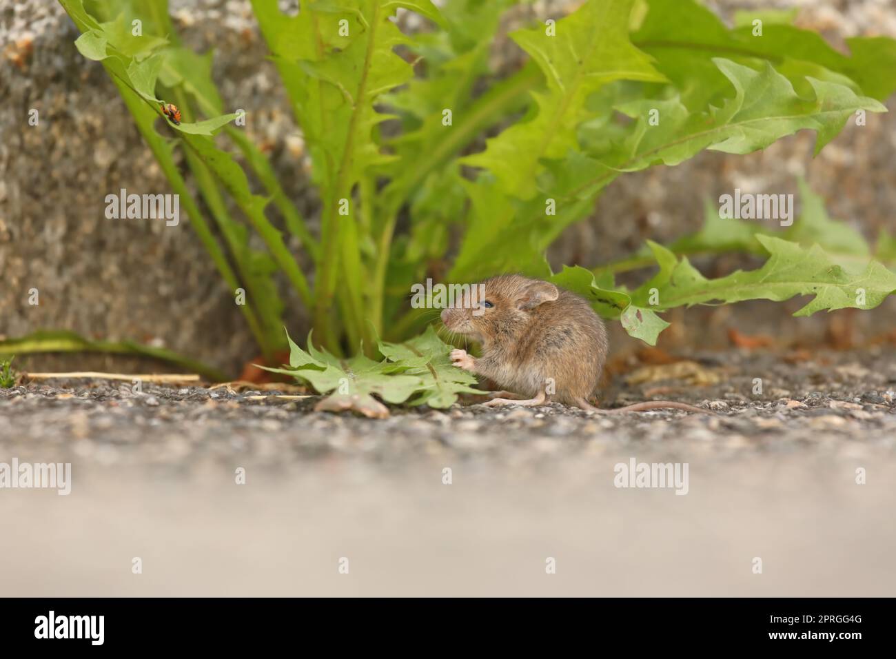 Mignonne souris maison gris-brun - mus musculus - assise à côté de feuilles vertes fraîches Banque D'Images