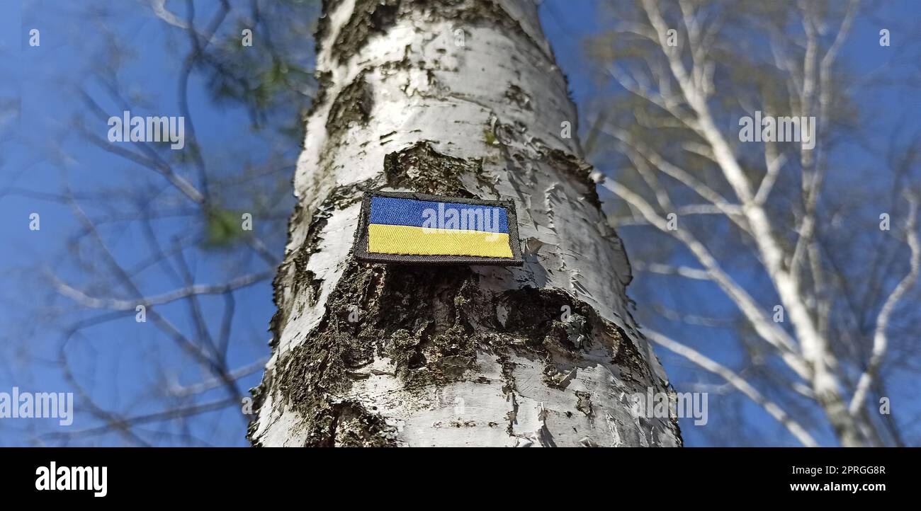 Drapeau ukrainien sur le bouleau dans la forêt. Symbole de l'Ukraine Banque D'Images