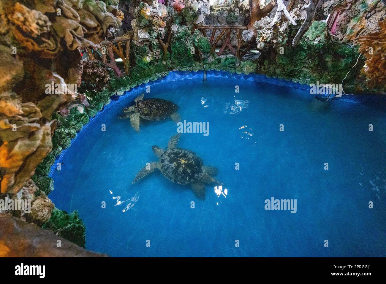 Tortues de mer nagez dans l'étang d'eau du temple de penghu Banque D'Images