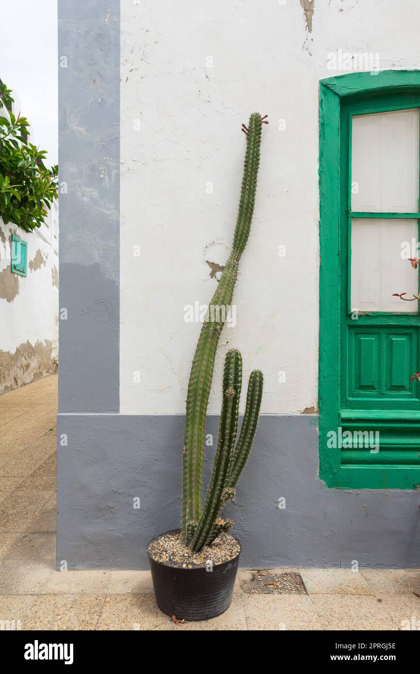 Cactus solitaire grand contre un mur blanc. Arrière-plan. Banque D'Images