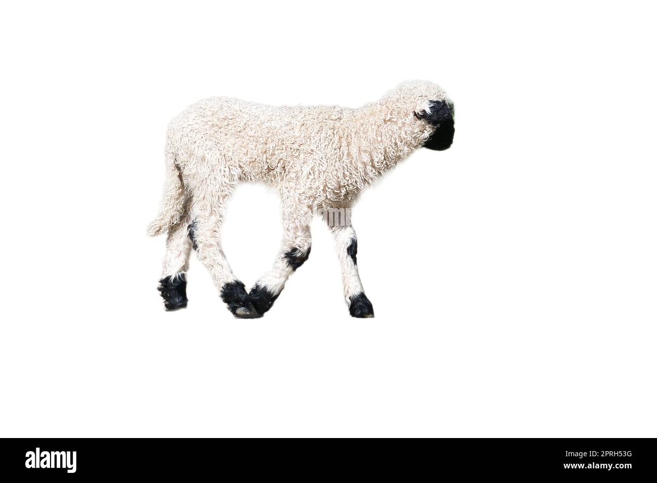 agneau noir et blanc isolé, exposé au montage. Animal de ferme de la ferme. Petit mammifère avec laine. Bébé animal de la nature Banque D'Images