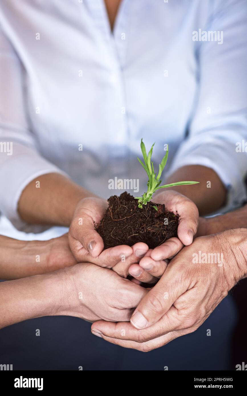Votre entreprise est la plus vulnérable à ses débuts. Shhot d'un groupe de hommes d'affaires mains tenant une jeune plante dans le sol. Banque D'Images