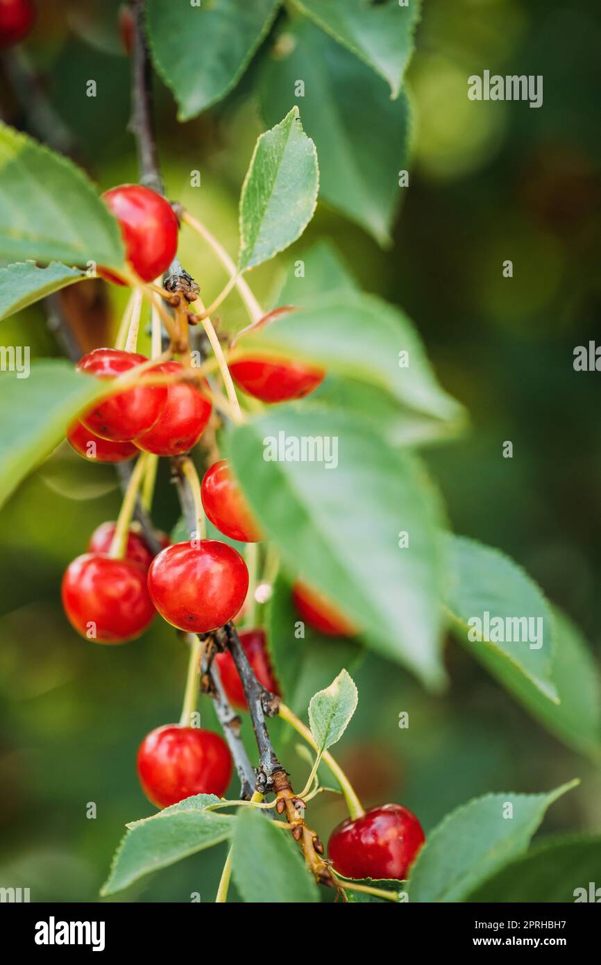 Baies mûres rouges Prunus subg. Cerasus sur l'arbre dans le jardin de légumes d'été Banque D'Images