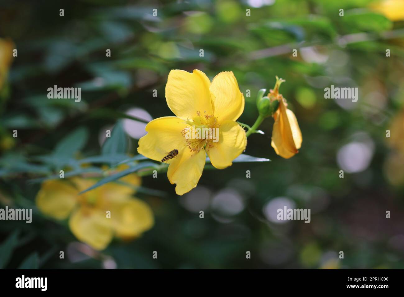 Rose de la fleur jaune de Sharon en gros plan Banque D'Images