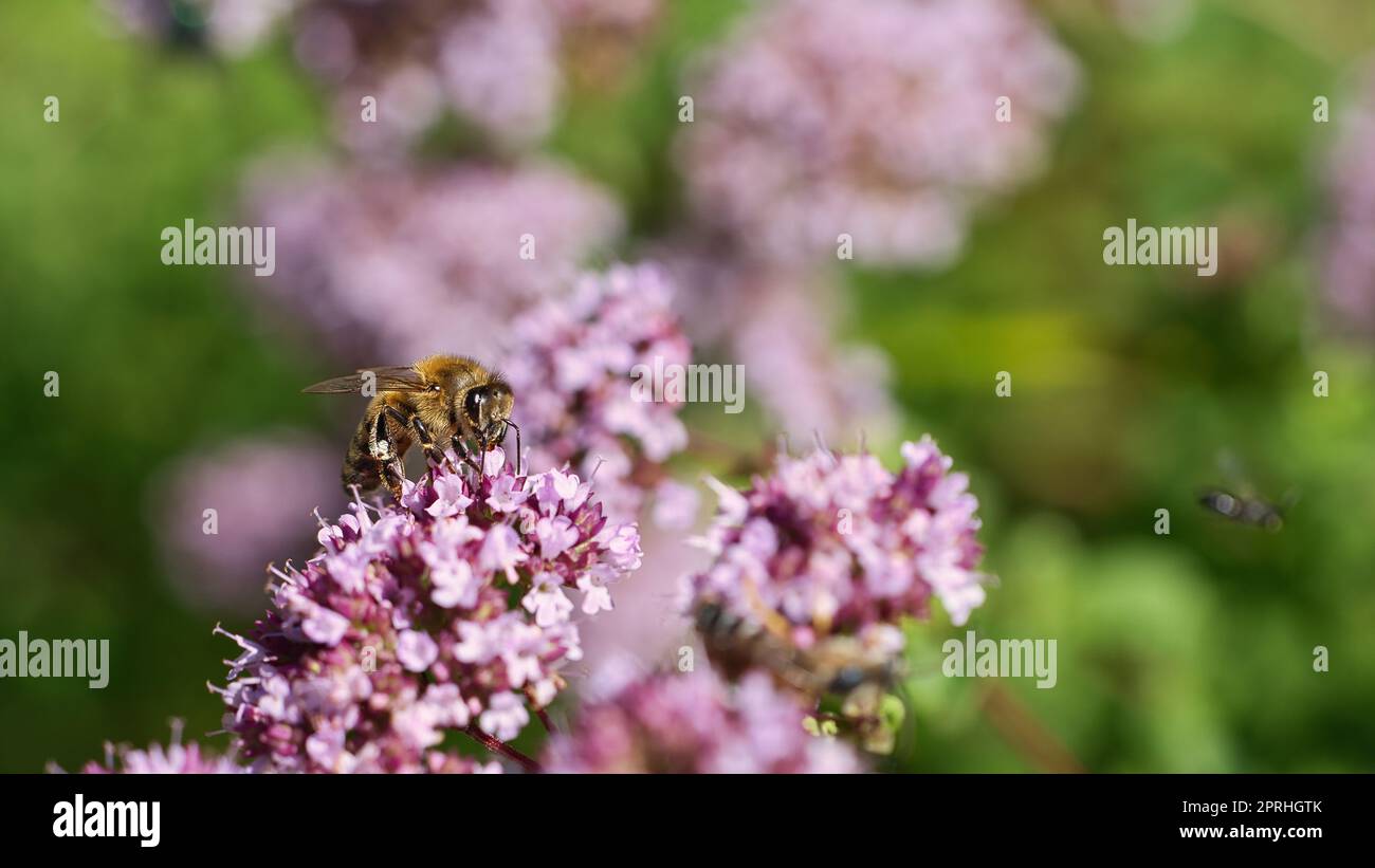 Abeille collectant le nectar sur une fleur du buisson de papillon de fleur. Insectes occupés Banque D'Images
