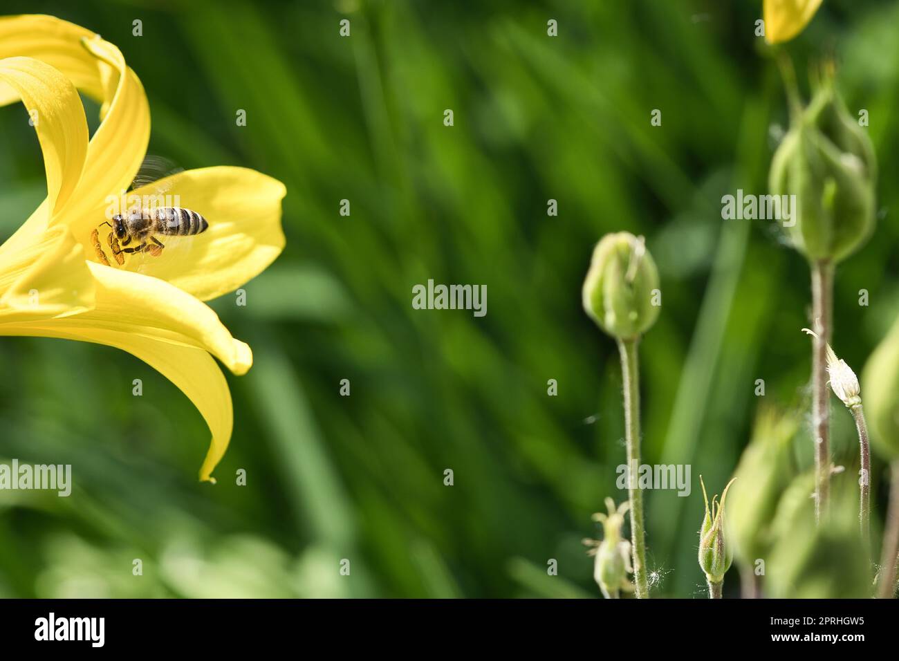 Abeille collectant le nectar en vol sur une fleur de lys jaune. Insecte occupé. Banque D'Images