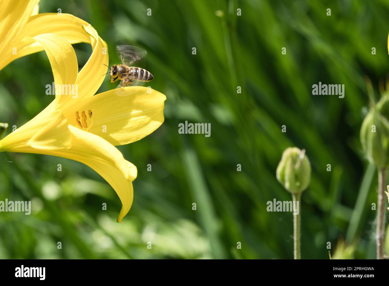 Abeille collectant le nectar en vol sur une fleur de lys jaune. Insecte occupé. Banque D'Images
